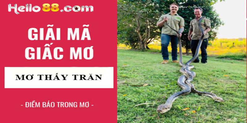 Nằm mơ thấy con trăn lớn là điềm báo tốt hay xấu?