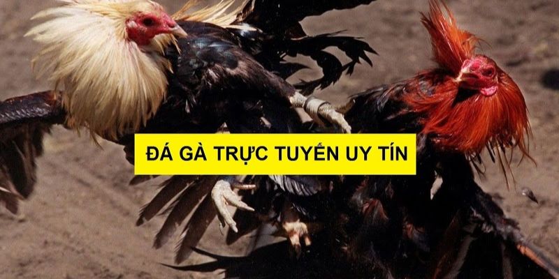 Tổng hợp những lợi ích của cách chơi đá gà online ăn tiền trực tuyến