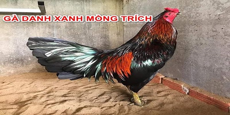 Những chú gà danh Thomo hay nhất